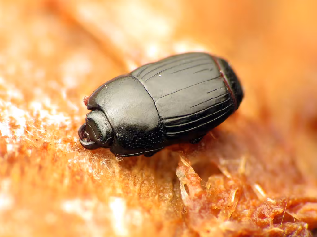 Fly clown beetle