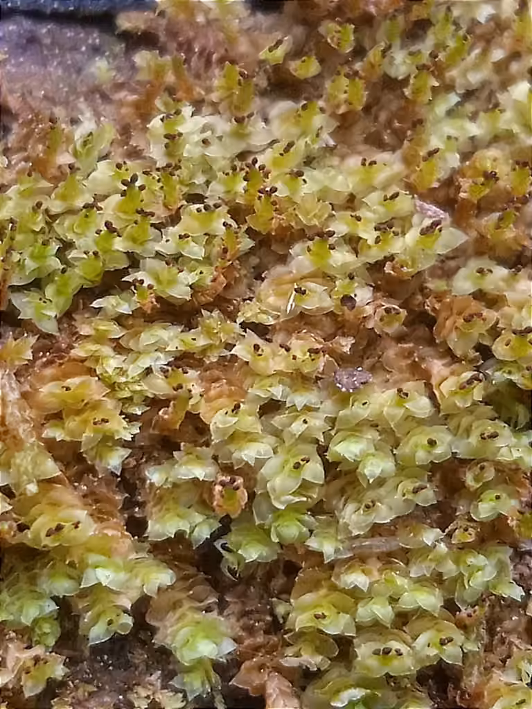 Pointed Earwort, photo 1 of 5