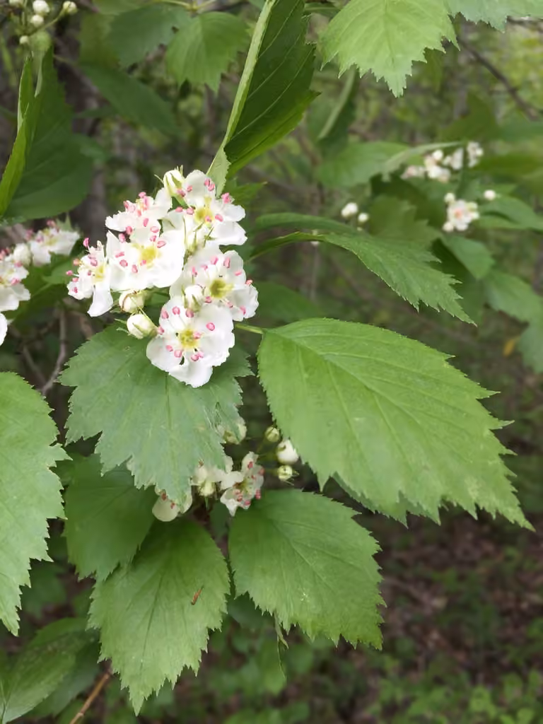 Aubépine flabelliforme, En fleurs