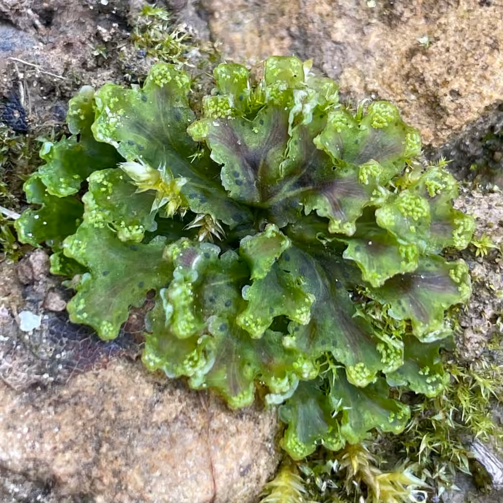 Common Kettlewort
