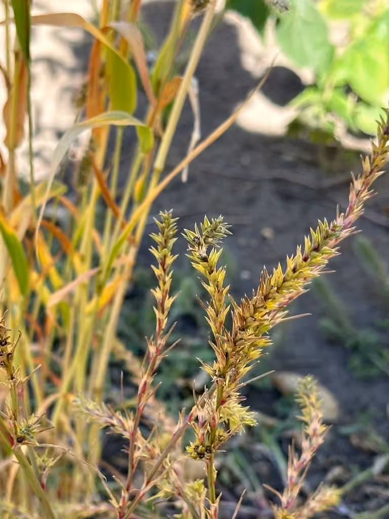 Tumbleweed, In fruit