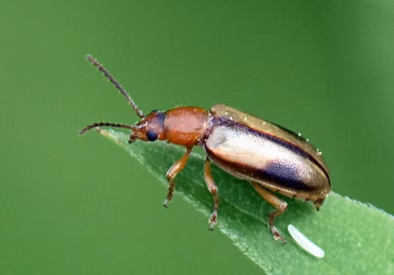 Silver-backed Orsodacnid Beetle