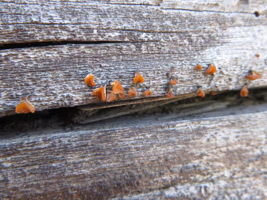Alpine jelly cone, photo 3 of 5
