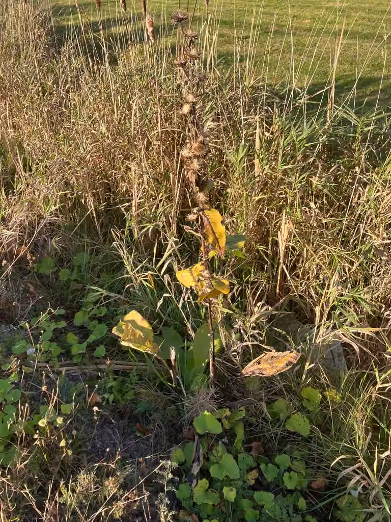 Indian elecampane, In fruit