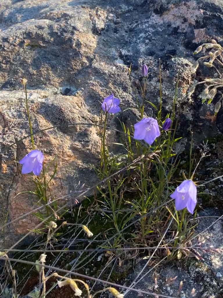 Giesecke's bellflower, In flower