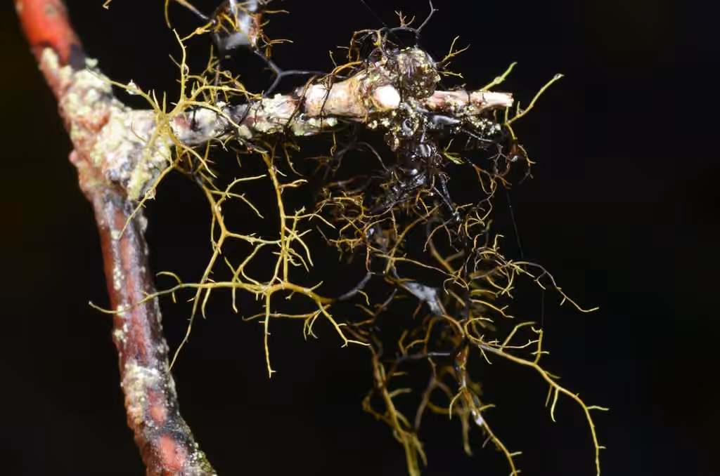 Bicolored Horsehair Lichen, photo 2 of 5