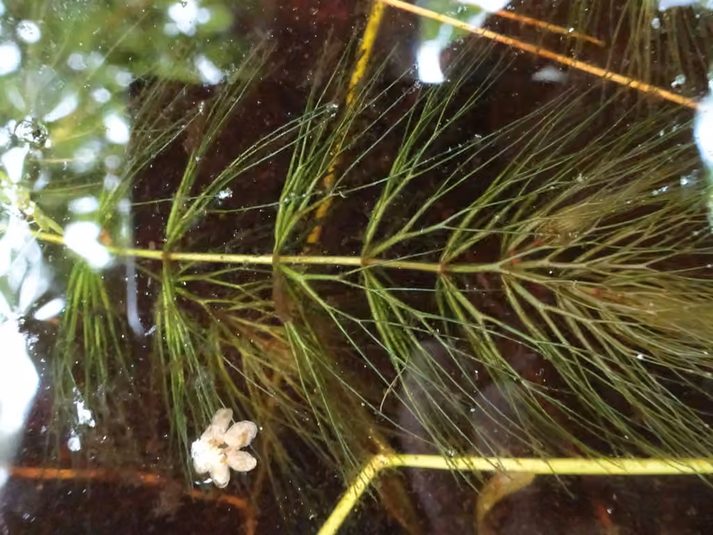 Spineless hornwort, photo 1 of 5