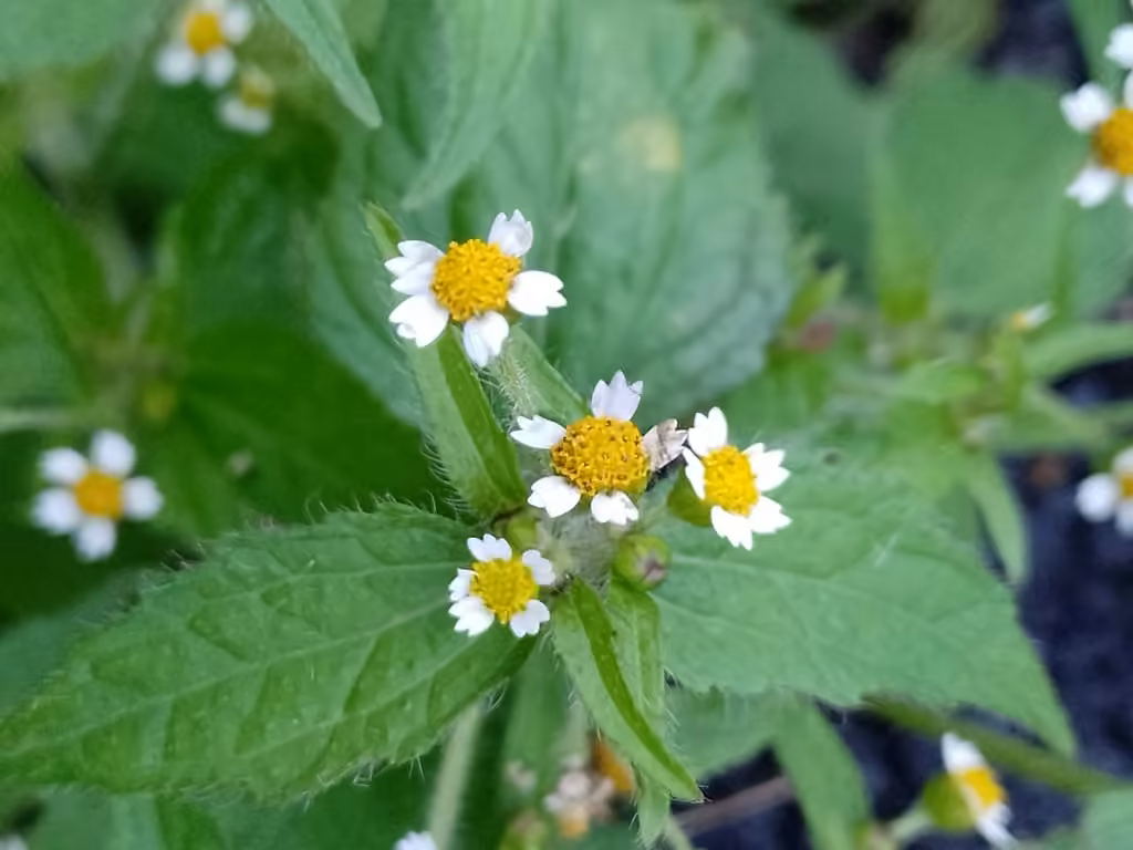 Hairy galinsoga, In flower