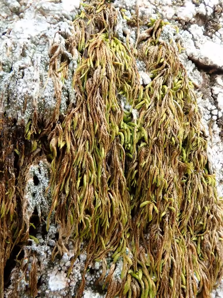 Capillary Wing-moss