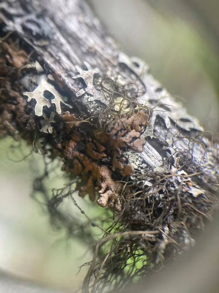 Powdered Tube Lichen, photo 2 of 5
