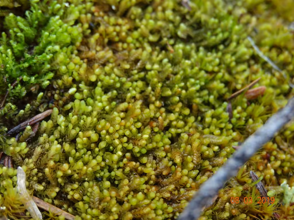 Wenzel's Notchwort, photo 2 of 5