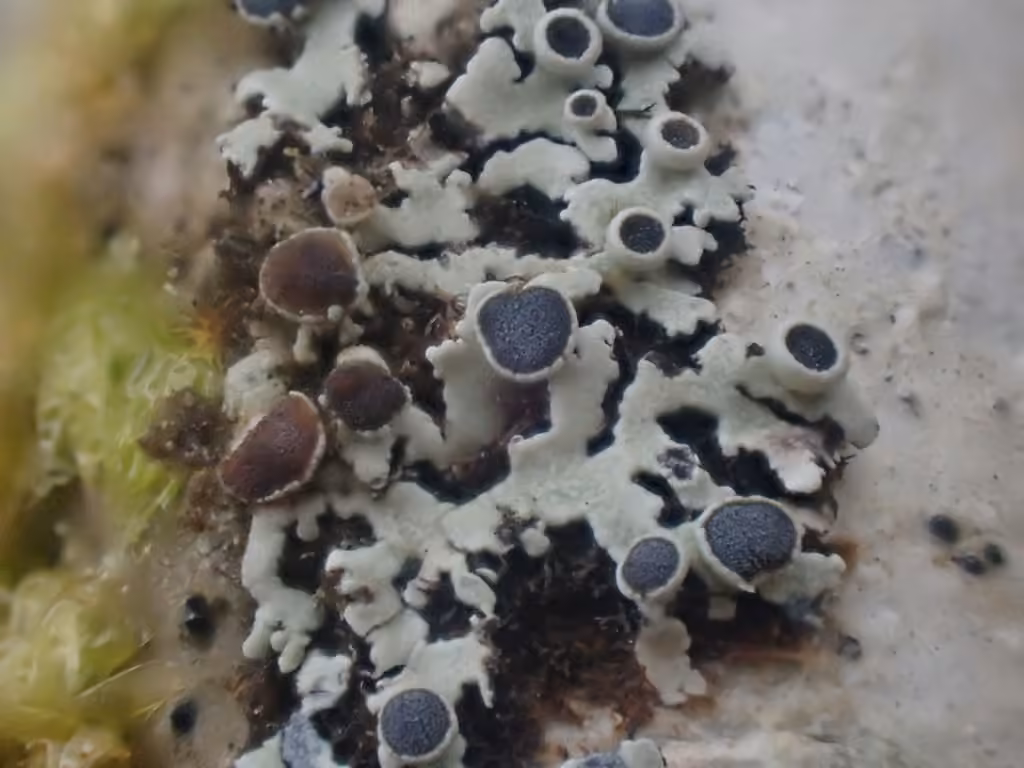 Outward-looking Rosette Lichen, photo 3 of 5