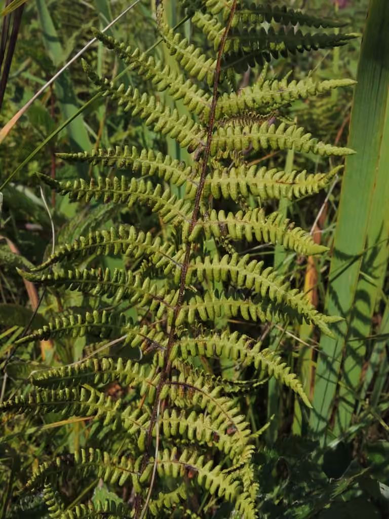 Marsh fern