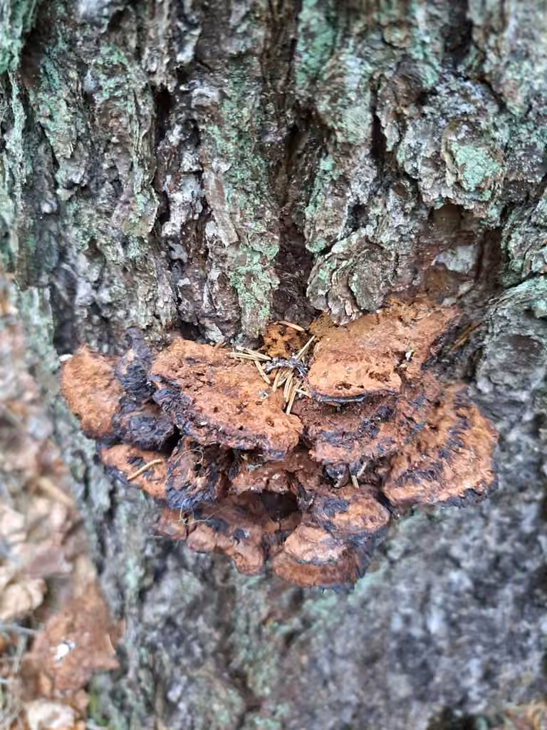 Polypore fauve, photo 3 sur 5