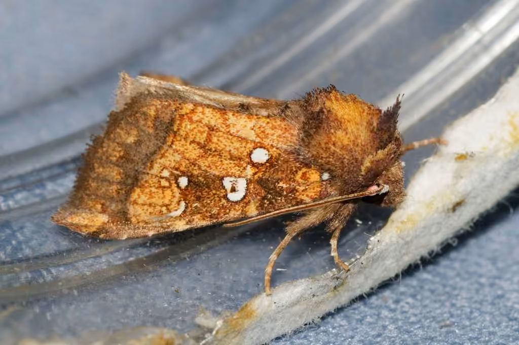Thistle Stem Borer Moth, Adulte