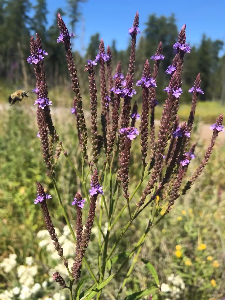 Swamp verbena