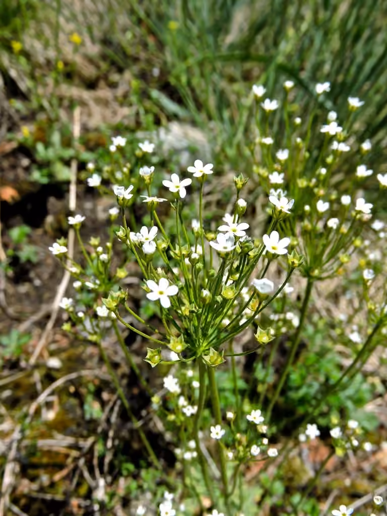 Androsace septentrionale, En fleurs