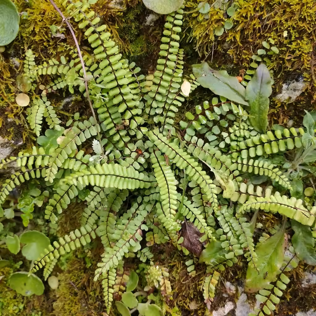 Maidenhair spleenwort