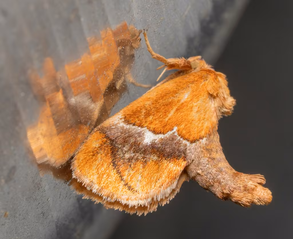 Yellow-shouldered Slug Moth, Adult female