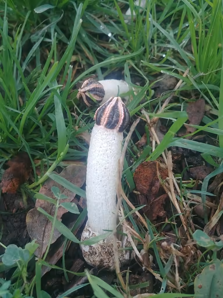 Lizard's Claw, photo 3 of 5
