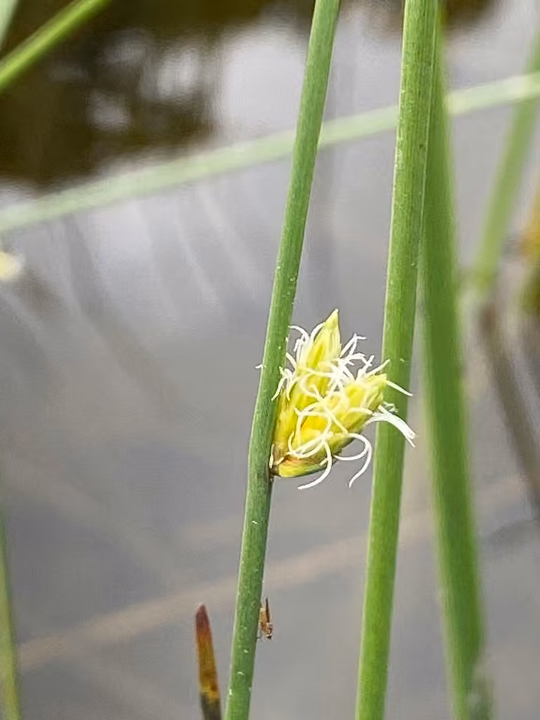 Torrey's bulrush, In flower