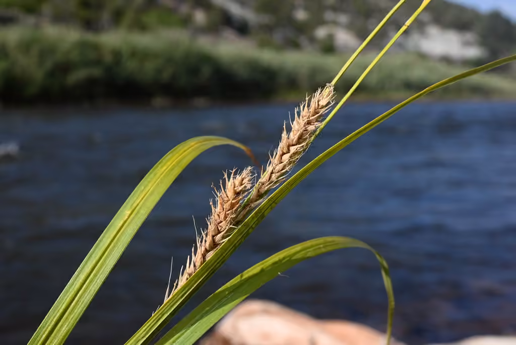 Wheat sedge, In fruit