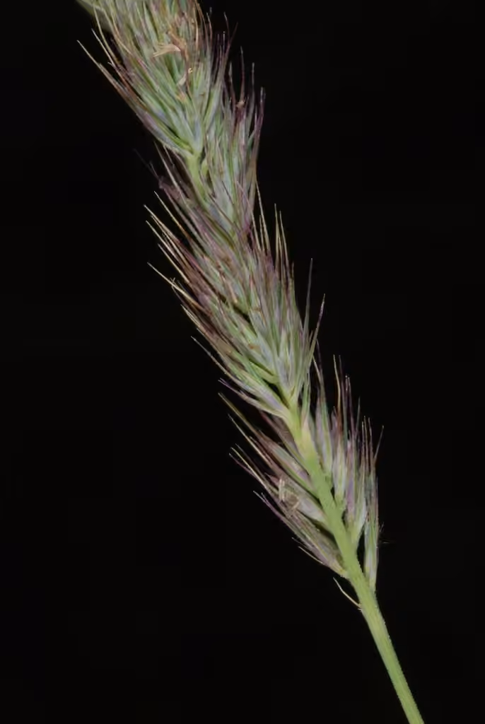 Muhlenbergie agglomérée, En fleurs