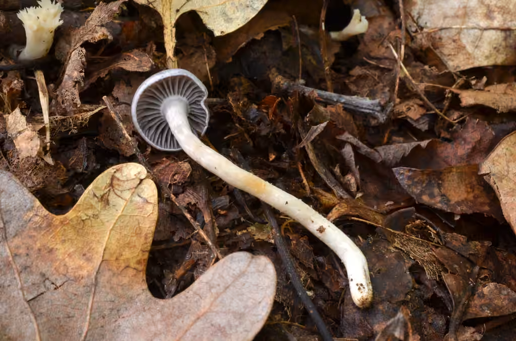 Cuphophyllus canescens, photo 3 of 5