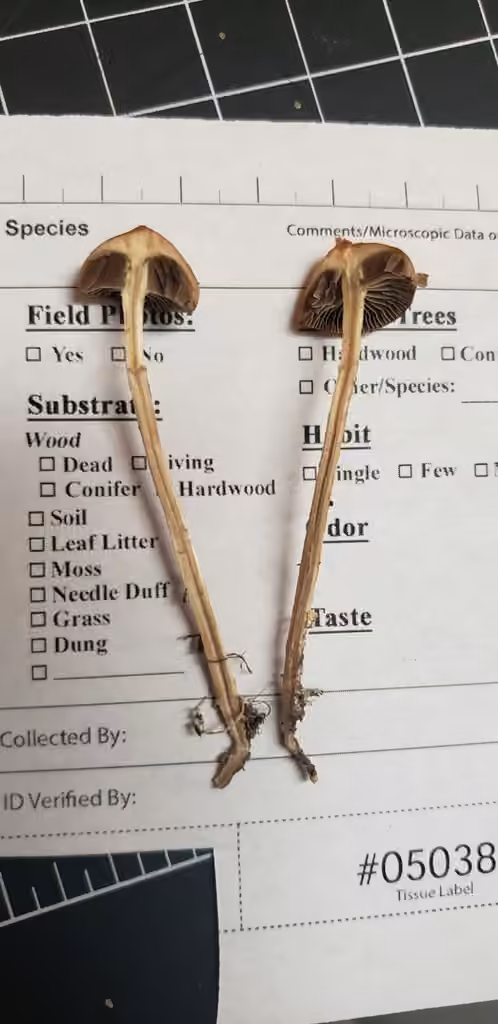 Psilocybe umboné, photo 2 of 5