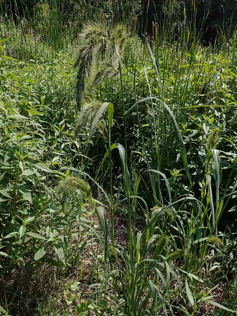 Échinochloa de Walter, En fleurs