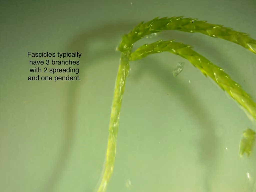 Girgensohn's sphagnum, photo 3 of 5