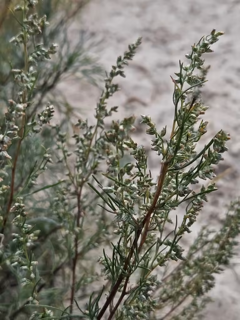 Field sagewort, In fruit
