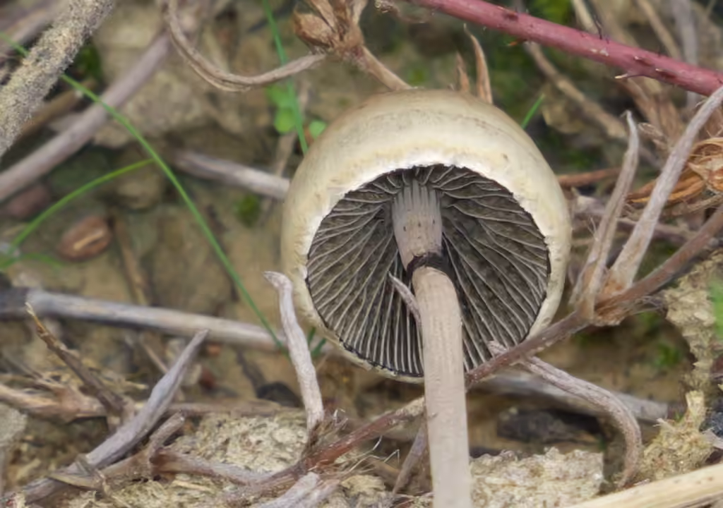 Egghead Mottlegill, photo 2 of 5