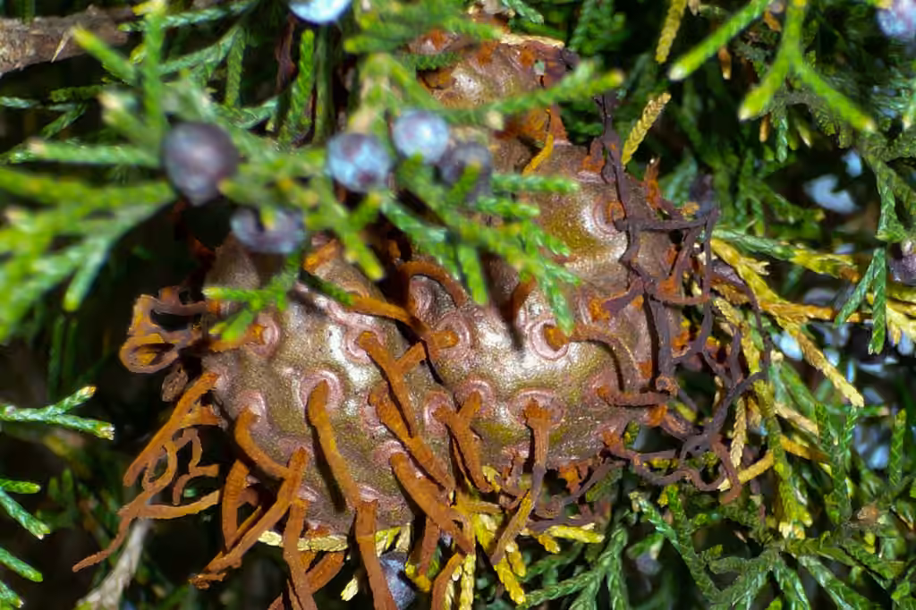 Cedar-apple rust, photo 2 sur 5