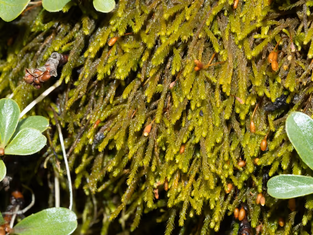 Tiny-leaved haplocladium