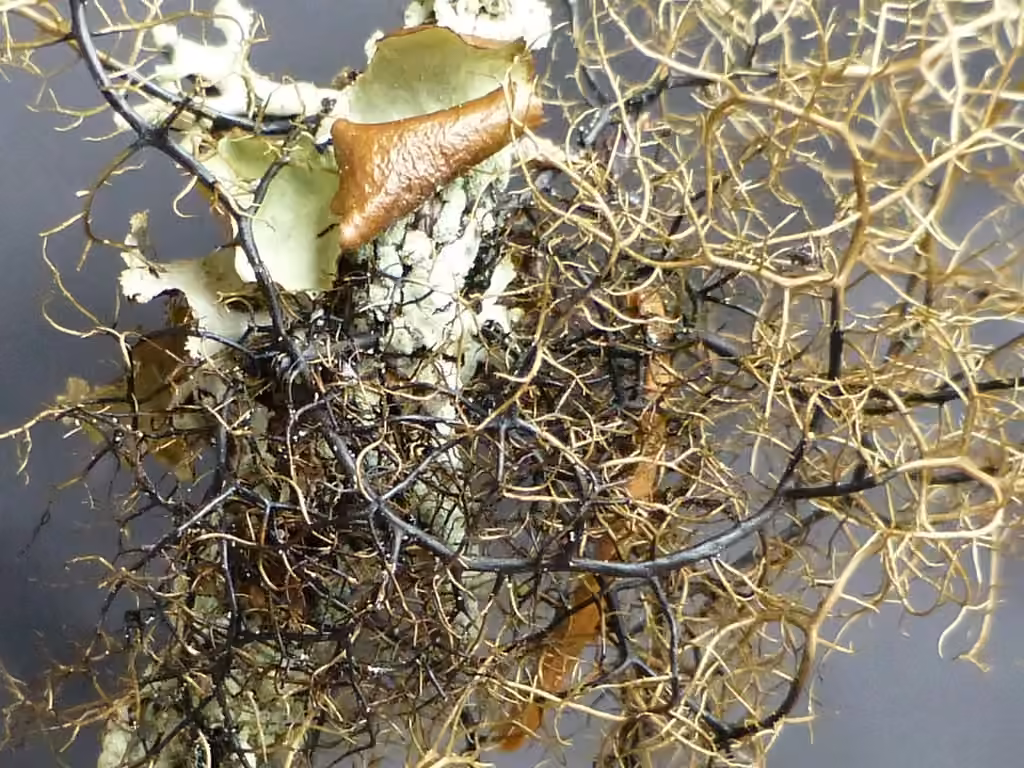 Bicolored Horsehair Lichen, photo 1 of 5