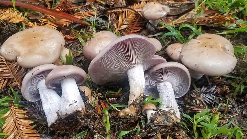 Wood Blewit, photo 1 of 5