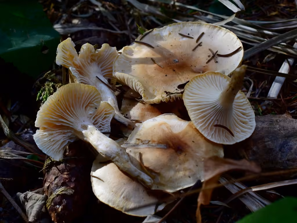 Hygrophore discoïde, photo 2 of 5