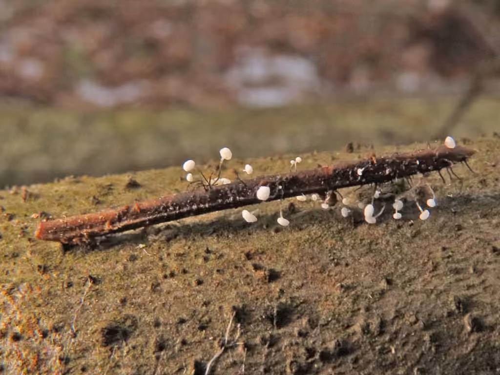Antinoa juniperinella, photo 1 of 4