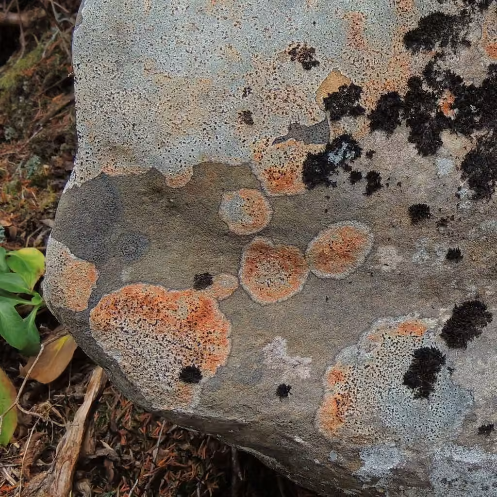 Orange Boulder Lichen, photo 2 of 5