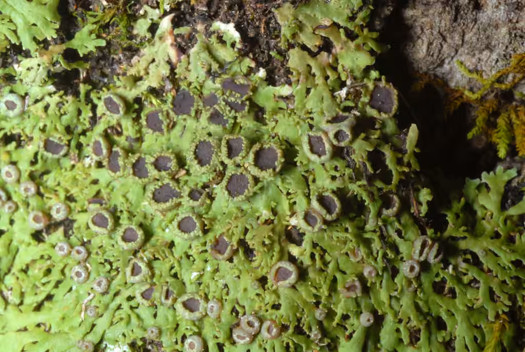 Shaggy-fringe Lichen, photo 3 of 5