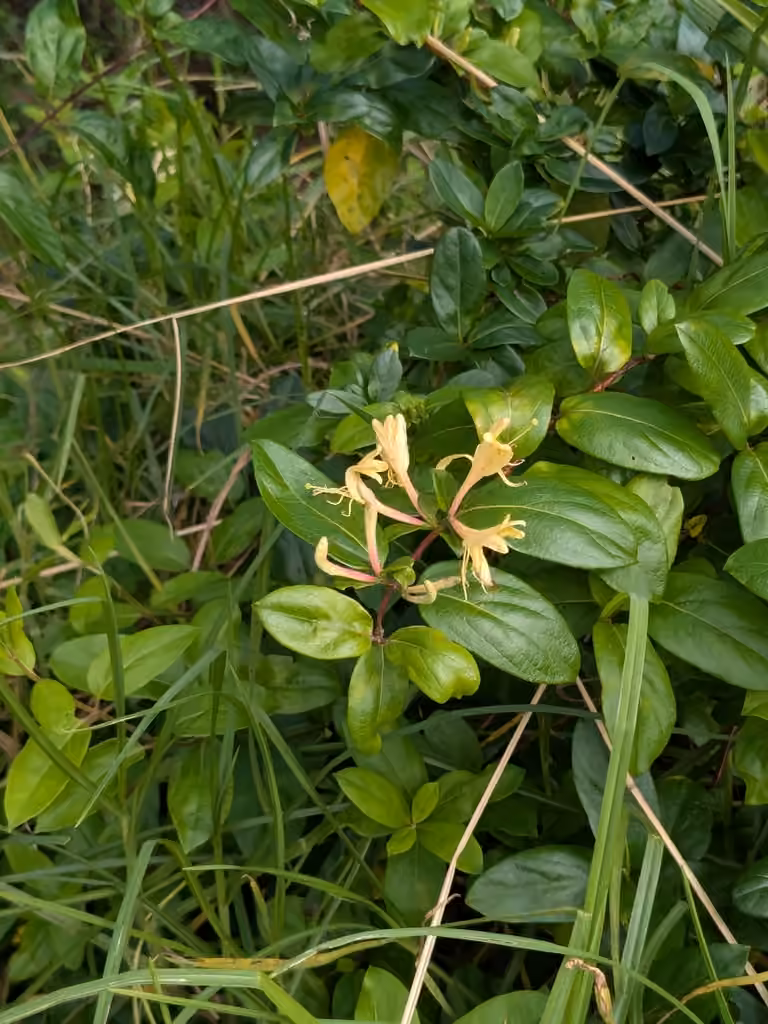 Japanese honeysuckle, In flower