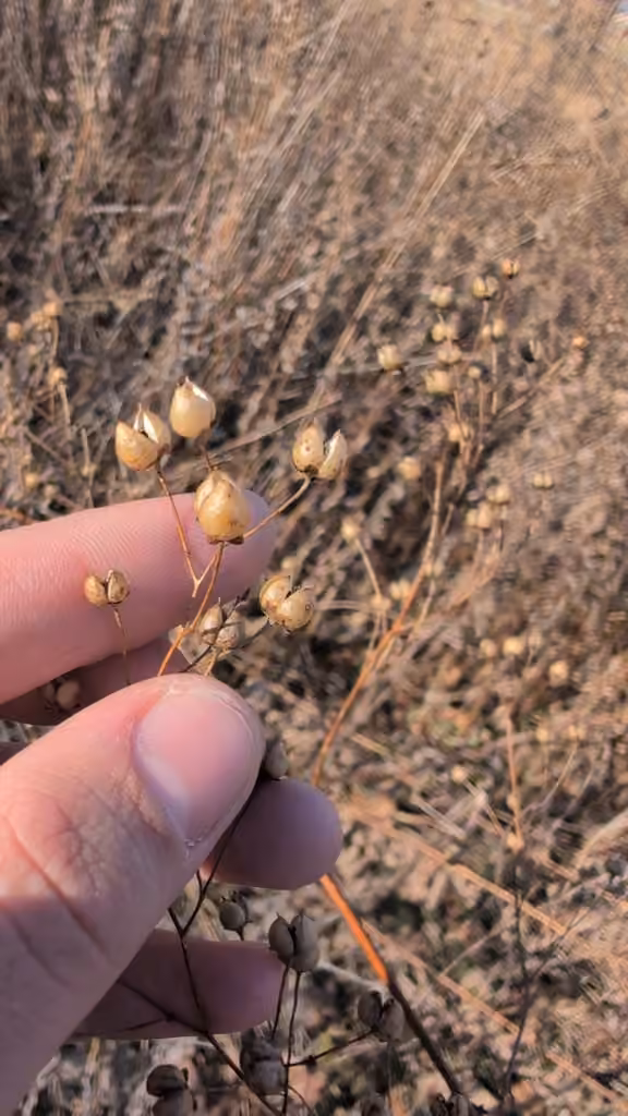 Maryland figwort, In fruit