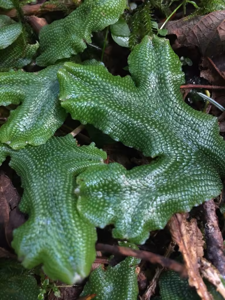 Great Scented Liverwort