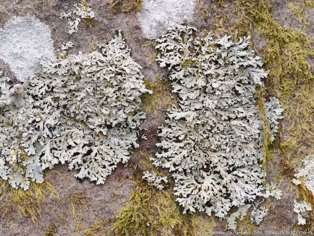 Coralloid rosette-lichen, photo 3 of 5