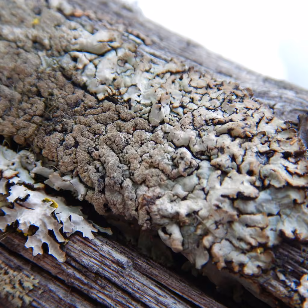 Varnished Tube Lichen, photo 1 of 5