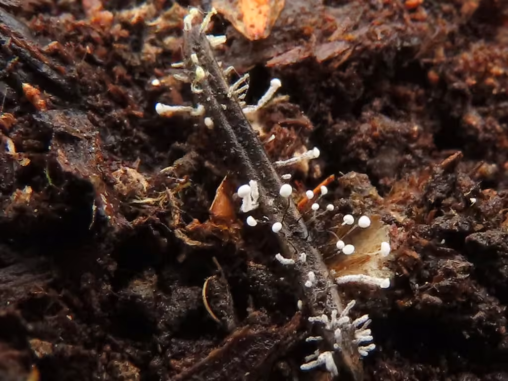 Antinoa juniperinella, photo 3 of 4