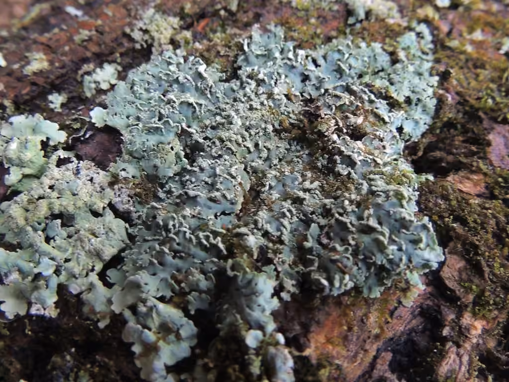 Coralloid rosette-lichen, photo 2 of 5