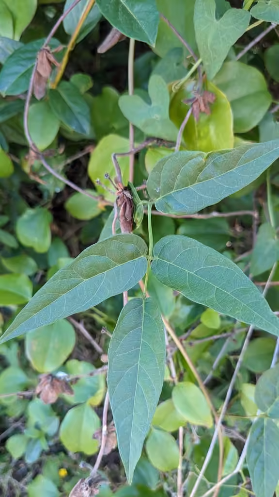 Groundnut, No flowers or fruits