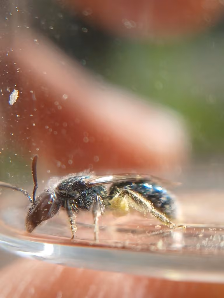 Deep-blue Sweat Bee, Female